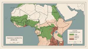 Image result for Fadogia arenicola