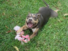 Pitbulls In Cars Cars On Big Rims Bully Pitbulls Tri Color Razors Edge Pitbull Pitbull Dog Pitbulls Cute Animals