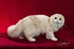 Scottish Fold|Scottish Fold Cats|Scottish Fold Kittens.