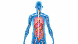 Image result for internal organs