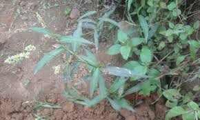 Image result for Persicaria barbata