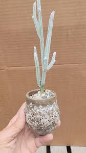 Image result for Cissus humbertii