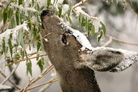 Start forking your garden to prevent those big tooth eaters from eating away your food. How To Keep Deer Out Of Your Garden Diy