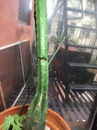 Simply grab a cactus pad using your tongs or a piece of cloth to break off the pad from the main plant. San Pedro Tipped Over And Broke Gardening Landscaping Stack Exchange