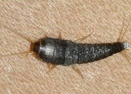 Da sich diese komponenten im bad häufen, sollten nach jedem duschen der boden und die wände der nasszelle mit einem abzieher bis in die ecken getrocknet werden. Dschungelcamp In Der Eigenen Wohnung Wenn Silberfische Und Kellerasseln Die Wande Hochkrabbeln Immowelt Hamburg Gmbh Pressemitteilung Pressebox