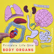 Did you know the human body is made up of over 100 trillion cells, has 206 bones, 320 pairs of muscles and five vital organs? Free Printable Life Size Organs For Studying Human Body Anatomy With Children Adventure In A Box