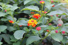 Lantana Camara A Natural Mosquito Repellant Around 231 Homes In Ngara Tanzania And Measured The Mosquito Density Inside Hom Plants Lantana Plant Lantana