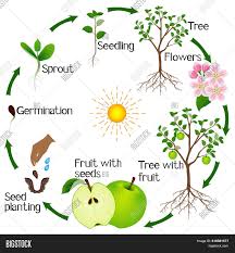We did not find results for: Apple Tree Life Cycle Vector Photo Apple Tree Life Cycle Apple Tree Tree Life Cycle