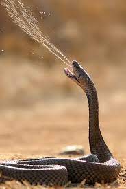 Naturesdoorways Nature Animals Poisonous Snakes Animals