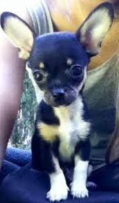 Dog cute puppy small pet animal chiwawa small dog pets chihuahua. Cute Chihuahua Via Www Facebook Com Cutechihuahuafans Chihuahua Puppies Cute Chihuahua Beautiful Dogs