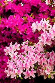 For light pruning of bleeder trees (see july). Spring Flowers In North Carolina Photos Spring Flowers Beautiful Flowers Landscape Projects