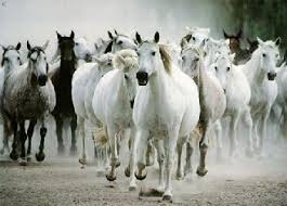 الخيل في الأمثال