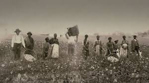 Cotton Field