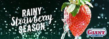 When it comes to cocktails, pitcher drinks are a fast and simple solution. Cindy Jewell Talks California Giant Berry Farms Rainy Strawberry Season And Now U Know