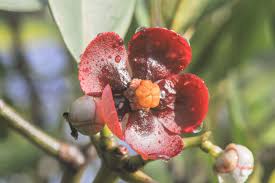 Image result for Clusiaceae