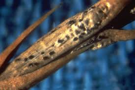 Image result for didymascella thujina