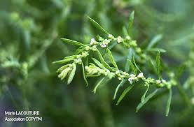 Image result for Dysphania procera