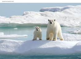 Polar Bears Could Be Extinct By The End Of The Century Study Says In 2020 Polar Bear Polar Polar Bears International