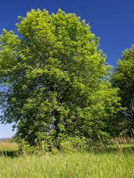 Image result for Landolphia foretiana