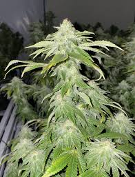 The conversion factor from weeks to days is 7, which means that 1 week is equal to 7 days: 32 Days Flowering Starting To Look Pretty Thcfarmer Cannabis Cultivation Network