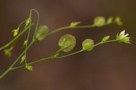 Image result for Limeum