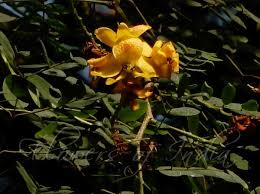 Image result for Caesalpinia ferrea
