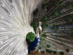 a gorgeous white peacock rare albino animals albino peacock rare animals