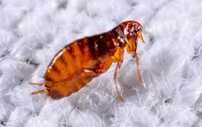 Do it yourself pest & weed control has been providing bonded and insured household pest control services for many years. Flea Identification Prevention In Dallas Tx Dynasty Pest Control