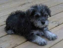 Schnoodle Puppies For Sale Canada Free Classifieds Schnoodle Puppy Schnoodle Dog Schnoodle