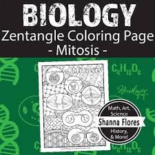 Animal cell mitosis coloring activity. Mitosis Coloring Worksheets Teaching Resources Tpt