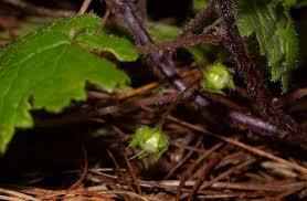 Image result for Ardisiandra wettsteinii