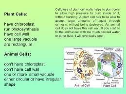 We did not find results for: Eukaryotic Cell Premedical Iv Biology The Size Range Of Organisms Light Microscopes Visible Light Is Passed Through The Specimen And Glass Lenses The Ppt Download