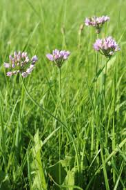 Image result for Cyrtanthus welwitschii