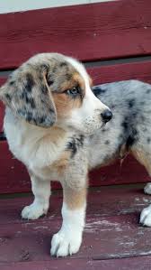 Australian Shepherd Beagle Mix Black And White An Entry From A Cocktail In Her Hand And Confetti In Her Hair Puppies Cute Animals Shepherd Puppies