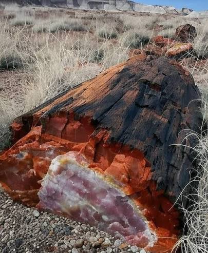 220 million year old tree fossil in Arizona