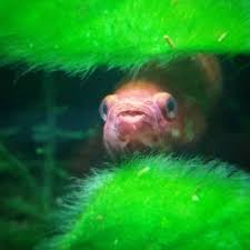 My Little Red Before He Was Really Awake Giving Me The Stink Eye Soon Betta Aquarium Lolz Cute Aww Fish Freshwater Betta Fish Pet Aww