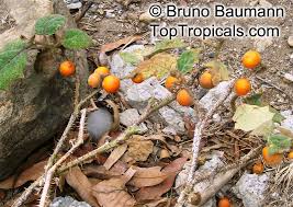 Image result for Solanum sp. B