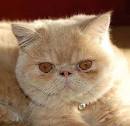 The 5 most popular flat faced cat breeds - Richmond Valley ...