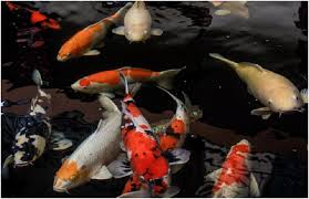 Kolam ikan di belakang rumah bisa menjauhkan rejeki. 5 Ikan Pembawa Hoki Dan Rezeki Menurut Feng Shui Dan Primbon Ringtimes Bali
