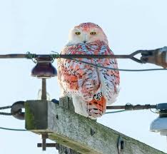 Rare reddish-orange snowy owl in Huron County, Michigan, captivates  birdwatchers.