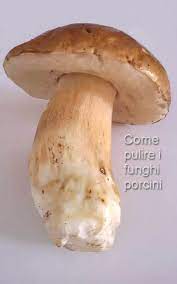 Come pulire i funghi in modo semplice e veloce senza sbagliare? Come Pulire I Funghi Porcini Le Super Brise Trentine Ortaggi Che Passione