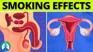 No tobacco day concept addiction poster quit smoking vector health effect of smoking campaigns on smoking smoke warning no tobacco day poster smoking effects to body anti smoking campaign cancer death. What Are The Effects Of Smoking On The Reproductive System Youtube