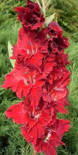 Kardeliai Jurginai Gėlės Gladiolus Flower Gladiolus Flower Garden