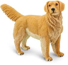 Image result for zlatý retrívr