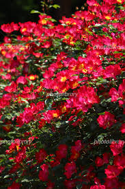 「カクテル 薔薇」の画像検索結果