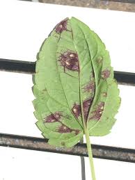 I've posted a photo (4 mb) at. Green Bumps On Rudbeckia Are Rudbeckia Psyllid Walter Reeves The Georgia Gardener