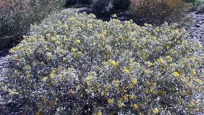 Image result for Cassia thyrsoidea