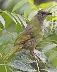 Check spelling or type a new query. Burung Cucak Lumut Jantan Dan Betina Suara Burung Cucak Lumut Gacor Banyak Ciri2 Yang Kemungkinan Bisa Di Janeiro15