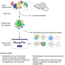 We did not find results for: Molecular Diversity And Specializations Among The Cells Of The Adult Mouse Brain Sciencedirect