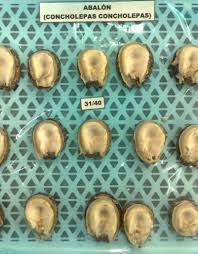 Abalone are known by their colorful pearlescent inside shell. Abalon Locos Products Peru Abalon Locos Supplier